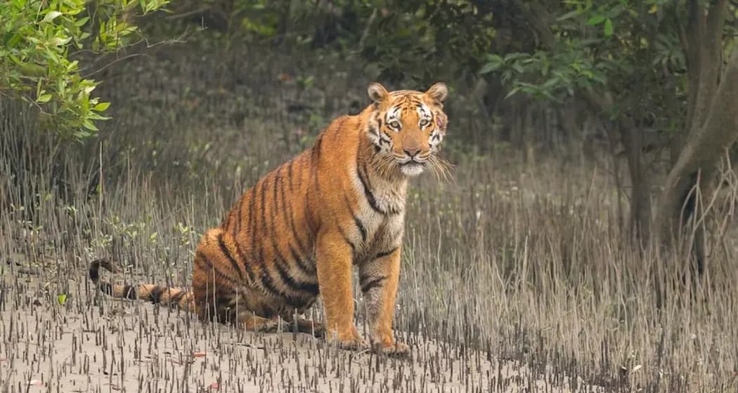 Bengal Tiger