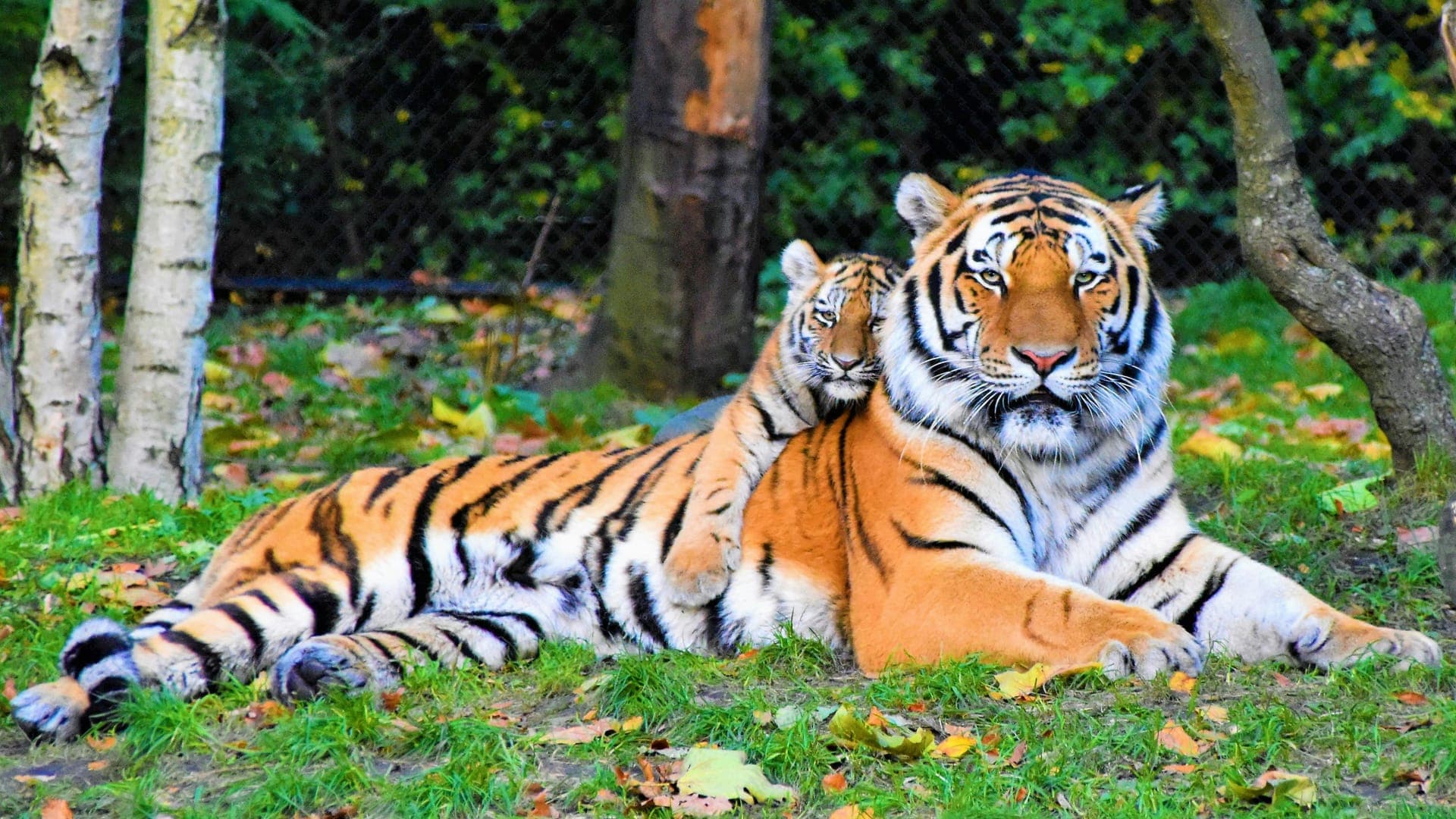 Sundarban Luxury Package