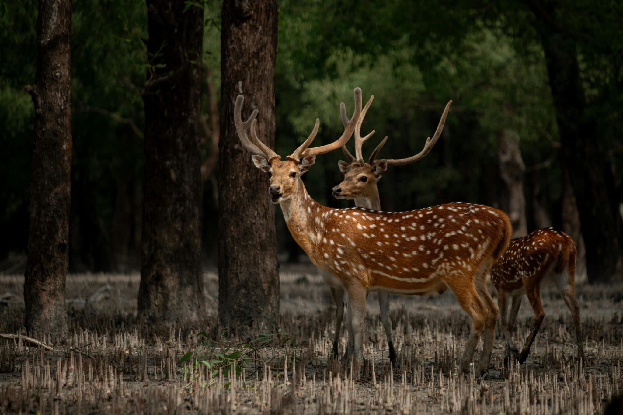 Winter in Sundarban