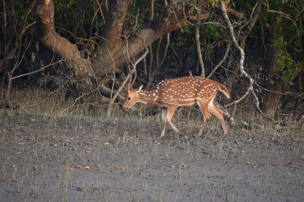 2 Nights 3 Days Complete Tiger Trail Expedition - Photo 3
