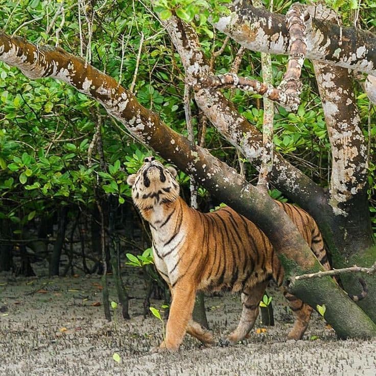 1 Day Sundarban Safari - Photo 3